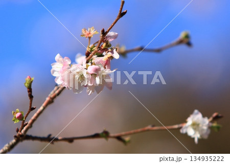 開花した十月桜 小さな花びらの桜 開花した十月桜 小さな花びらの桜 134935222