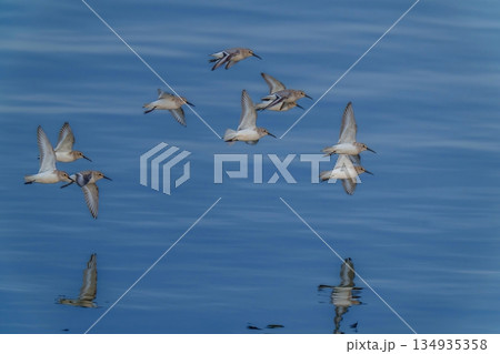 青空映す水面をバックに颯爽と飛ぶハマシギの群れ 134935358