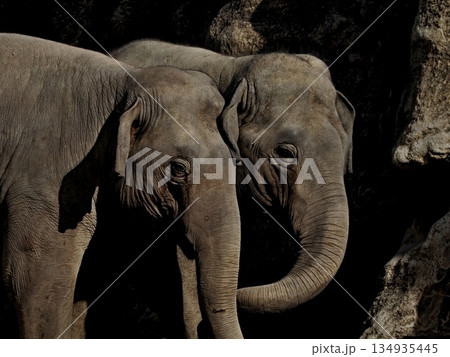 のんほいパークの風景 134935445