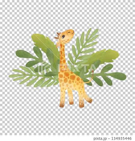Composition: a baby giraffe against a background of tropical leaves. Cartoon illustration in flat style. Watercolor, pastel, gouache, yellow, orange, green. For design of children's products, prints Composition: a baby giraffe against a background of tropical leaves. Cartoon illustration in flat style. Watercolor, pastel, gouache, yellow, orange, green. For design of children's products, prints 134935446
