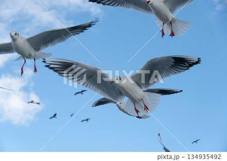 青空に映えるユリカモメの飛翔 134935492