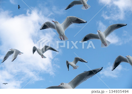 青空に映えるユリカモメの飛翔 134935494