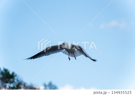 澄んだ青空を羽ばたくユリカモメ 134935525