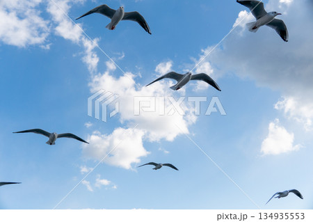 澄んだ青空を羽ばたくユリカモメ 澄んだ青空を羽ばたくユリカモメ 134935553