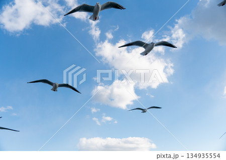 澄んだ青空を羽ばたくユリカモメ 134935554
