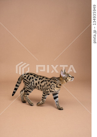 savannah F1 Kitten walking on studio background savannah F1 Kitten walking on studio background 134935949