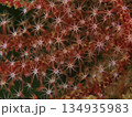 ポリプを開いたヤギA 134935983