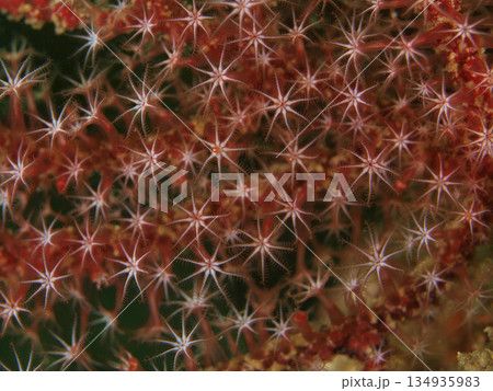 ポリプを開いたヤギA ポリプを開いたヤギA 134935983