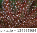 ポリプを開いたヤギB 134935984