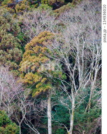六甲山への登山道、アイスロードからの眺め 六甲山への登山道、アイスロードからの眺め 134936010