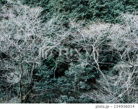 六甲山への登山道、アイスロードからの眺め 六甲山への登山道、アイスロードからの眺め 134936014
