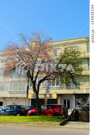 Blooming street trees with pink blossoms in front of residential buildings along sunny avenue parked cars and sidewalk in European city 134936194