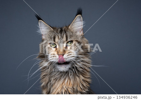 maine coon cat licking mouth portrait 134936246