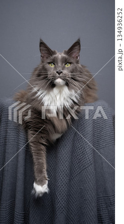 maine coon cat relaxing with paw hanging down maine coon cat relaxing with paw hanging down 134936252