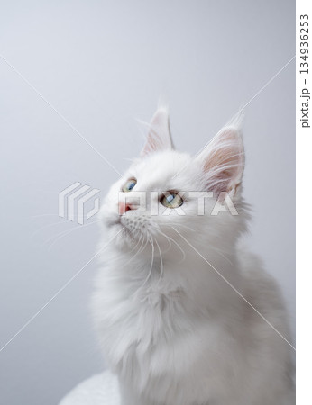 white maine coon kitten portrait on white background white maine coon kitten portrait on white background 134936253