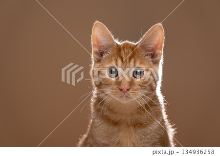 orange kitten tone on tone portrait orange kitten tone on tone portrait 134936258