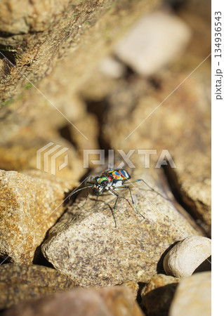 ハンミョウ、昆虫、夏の川辺 ハンミョウ、昆虫、夏の川辺 134936543
