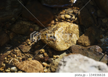 森の小川、清らかな水 134936616