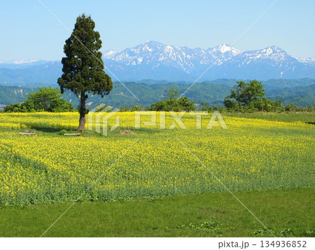 新潟県小千谷市山本山高原菜の花畑・残雪の越後三山山並み風景 134936852