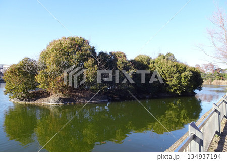 東京都：浮間公園／浮間ヶ池を漂う浮島／北区・板橋区 134937194