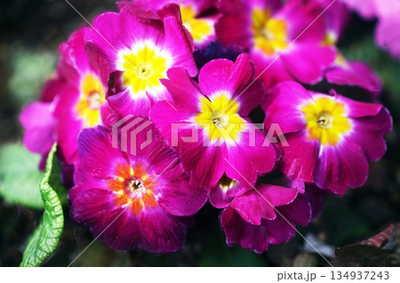 プリムラ　ジュリアンの花 134937243