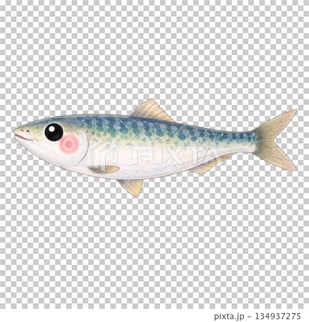 【海洋生物】沙丁魚色鉛筆插圖 134937275
