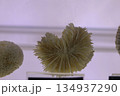 Marine coral specimen displayed in an educational exhibit in Kuala Lumpur, Malaysia, showcasing intricate natural structure. 134937290