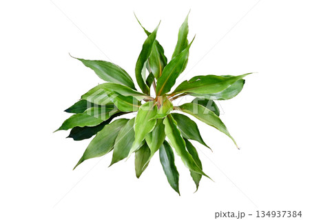 Chlorophytum amaniense 'Fire Flash', Sierra Leone Lily 134937384