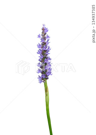 Pontederia cordata, common name pickerelweed or pickerel weed 134937385