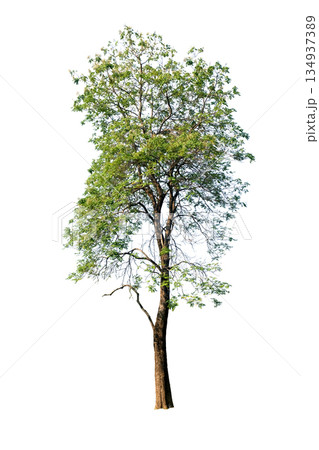 Millingtonia Hortensis (Tree Jasmine/Indian Cork Tree) Millingtonia Hortensis (Tree Jasmine/Indian Cork Tree) 134937389