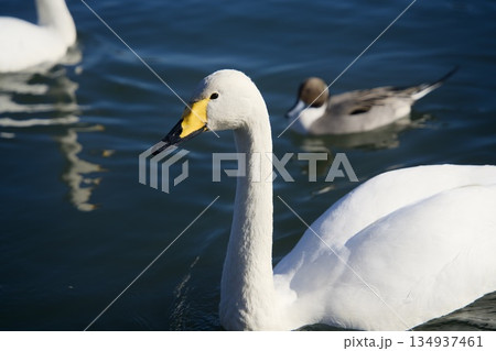 水面を泳ぐ白鳥 水面を泳ぐ白鳥 134937461