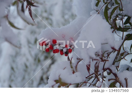 雪の中の赤い実 134937560