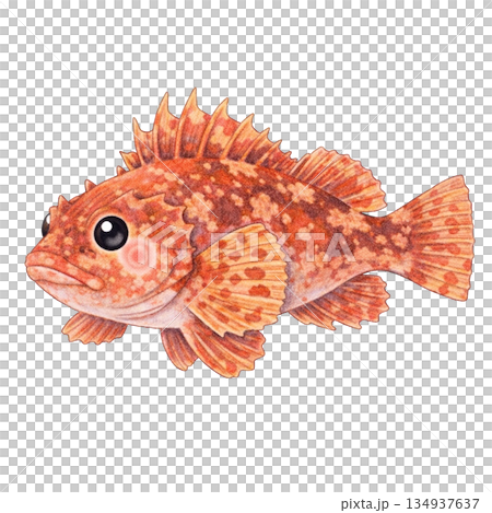 【海洋生物】彩色鉛筆繪製的蝎子魚插圖 134937637