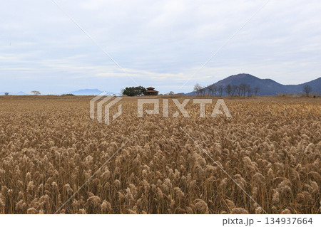 Suncheon Bay wetland with its vast reed fields. Suncheon Bay wetland with its vast reed fields. 134937664