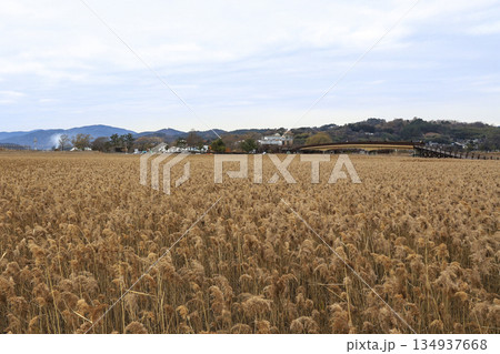 Suncheon Bay wetland with its vast reed fields. Suncheon Bay wetland with its vast reed fields. 134937668