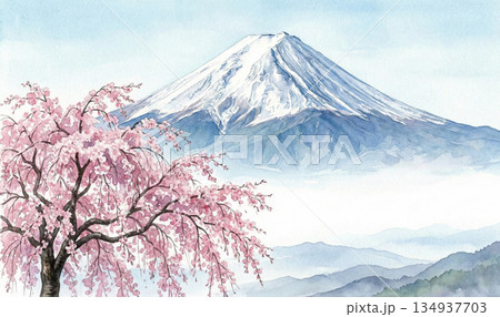 桜シリーズ：リアルな水彩画風の富士山と枝垂れ桜の風景 134937703