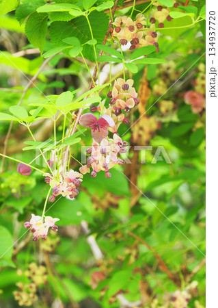 ミツバアケビの花 134937720