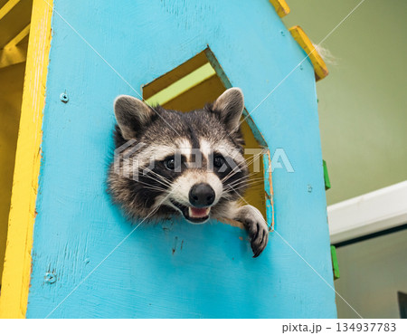Curious raccoon looking out from the opening of colorful wooden structure on a bright day 134937783