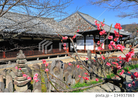 【奈良県】梅が咲く元興寺の極楽坊本堂と禅室 134937863