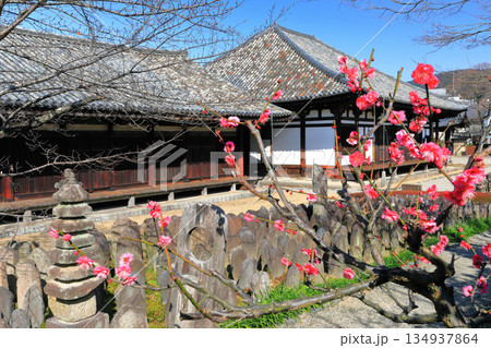 【奈良県】梅が咲く元興寺の極楽坊本堂と禅室 【奈良県】梅が咲く元興寺の極楽坊本堂と禅室 134937864