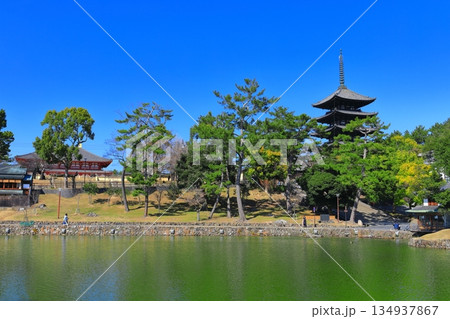 【奈良県】晴天の興福寺（五重塔と中金堂） 134937867