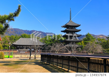 【奈良県】晴天の興福寺（東金堂と五重塔） 134937874