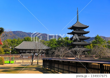 【奈良県】晴天の興福寺(東金堂と五重塔) 【奈良県】晴天の興福寺(東金堂と五重塔) 134937875