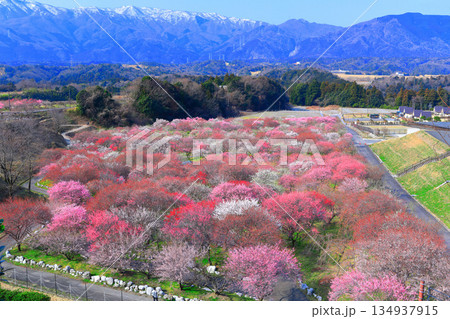 【三重県】いなべ梅林公園の満開の梅と鈴鹿山脈 【三重県】いなべ梅林公園の満開の梅と鈴鹿山脈 134937915