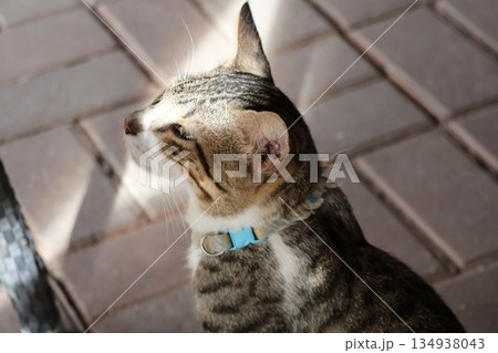 何かを見つめる飼い猫のいる風景 何かを見つめる飼い猫のいる風景 134938043