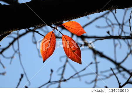 3枚の紅葉する葉っぱの残る木の枝と青空の風景 3枚の紅葉する葉っぱの残る木の枝と青空の風景 134938050