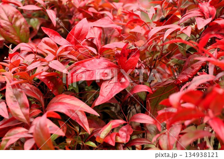 オタフク南天：紅葉：山田池公園：大阪府枚方市 134938121
