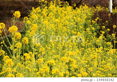 アブラナ科:菜の花畑:山田池公園:大阪府枚方市 アブラナ科:菜の花畑:山田池公園:大阪府枚方市 134938142