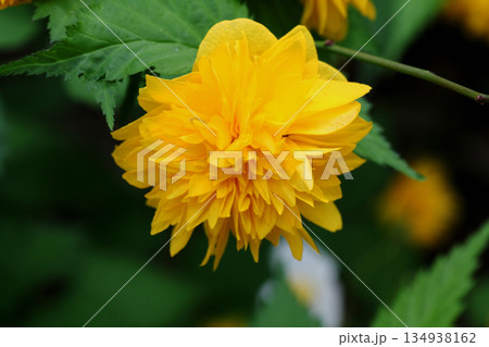 八重山吹の花 八重山吹の花 134938162