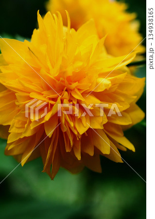 八重山吹の花 134938165